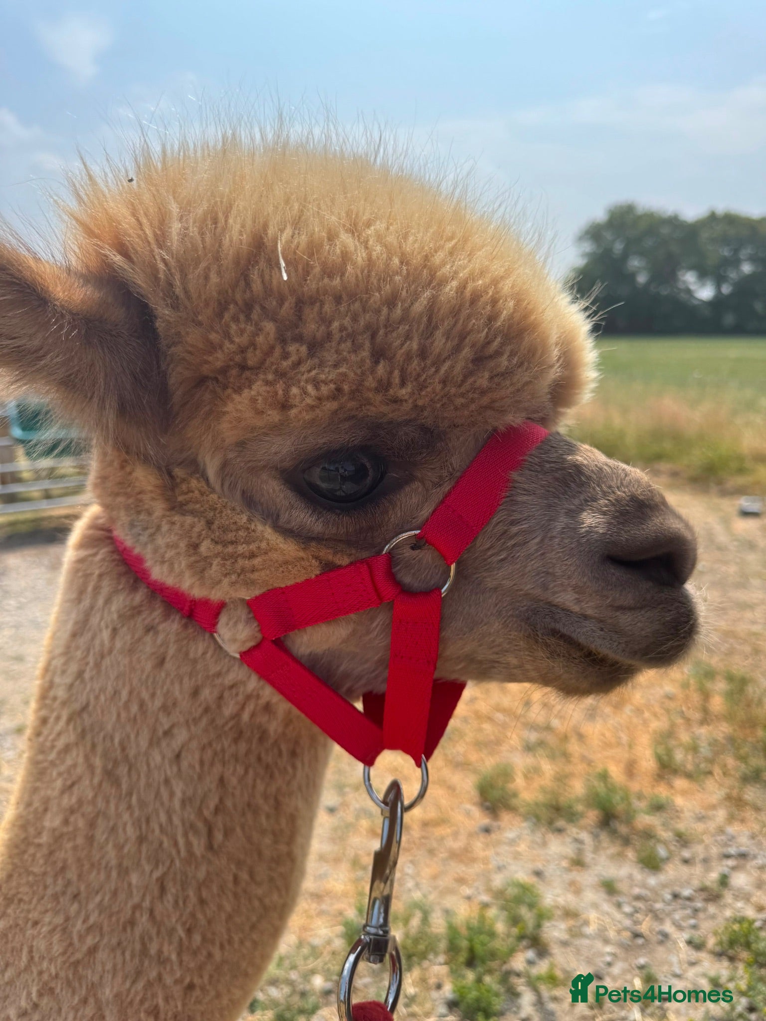 Alpaca livestock Tony, Timmy & Teddy – BACS Registered Alpaca Trio - Advert 1