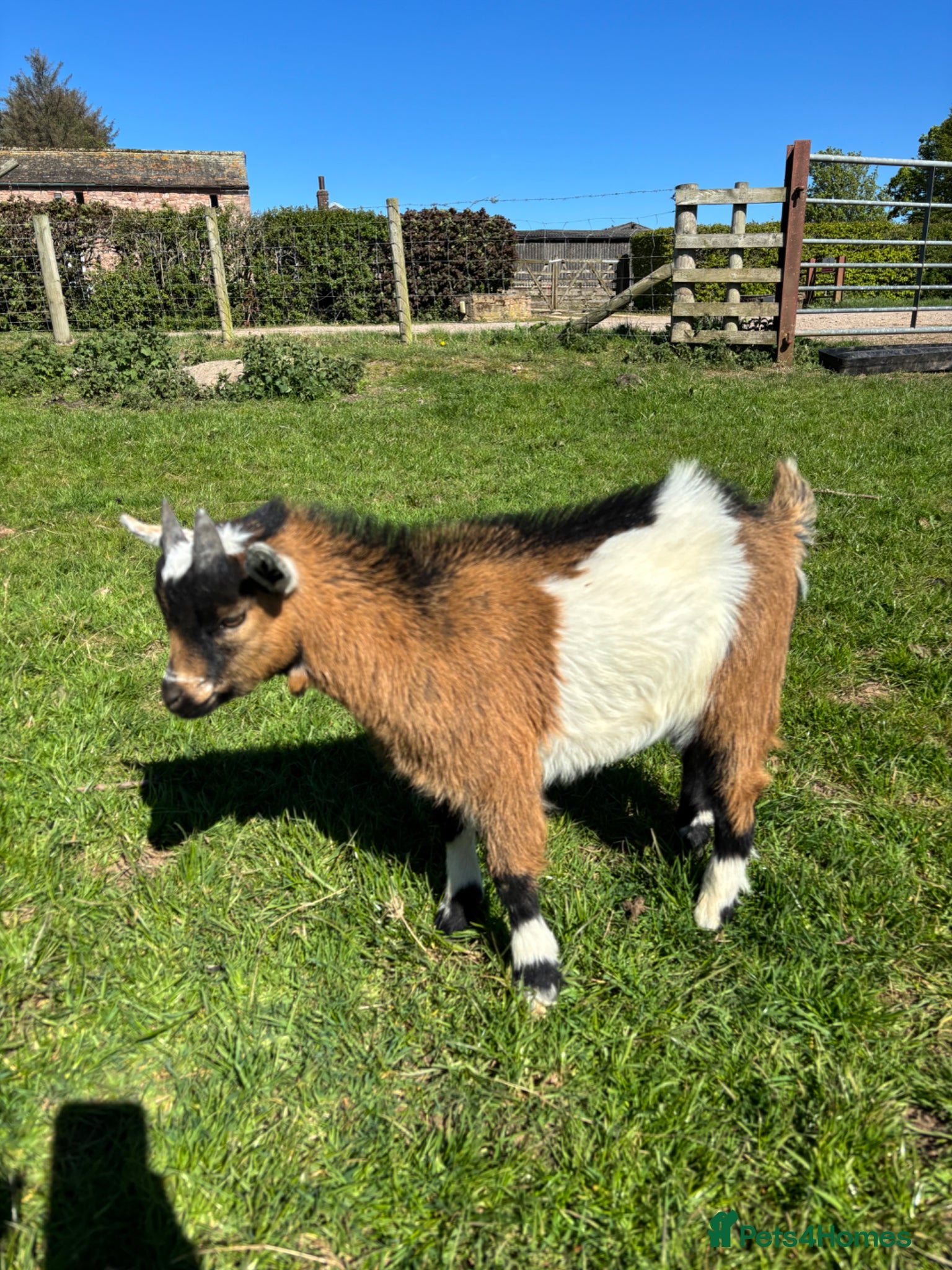 Goats livestock 1 Male Pygmy Goat - Advert 2