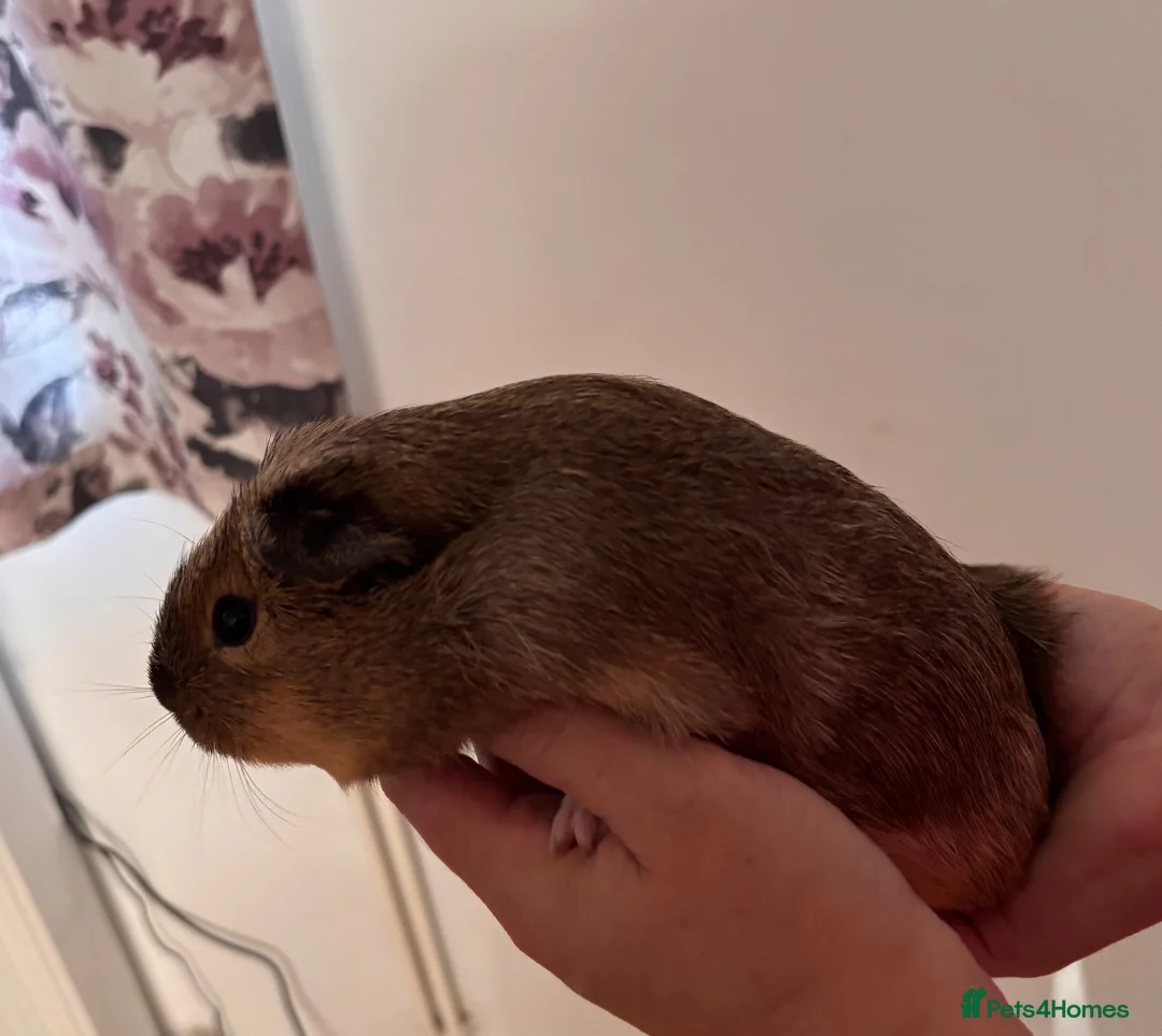 Guinea Pig rodents for sale: Guinea pigs for sale - Advert 9