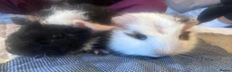 Guinea Pig rodents for sale: Baby boy guinea pig brothers 7 weeks - Advert 11