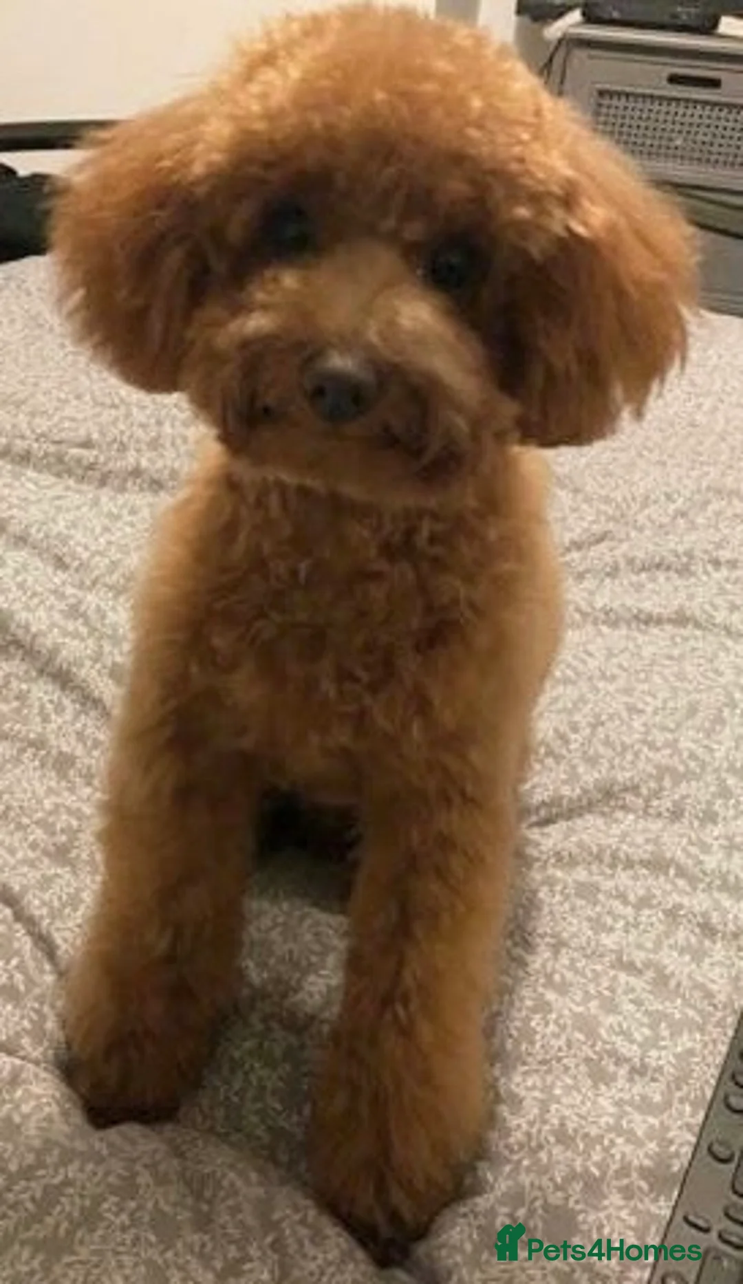 Toy Poodle dogs for stud: 🌹 RED TOY POODLE 9 INCH 2.8 KG HEALTH TESTED 🌹 in Romford - Advert 5