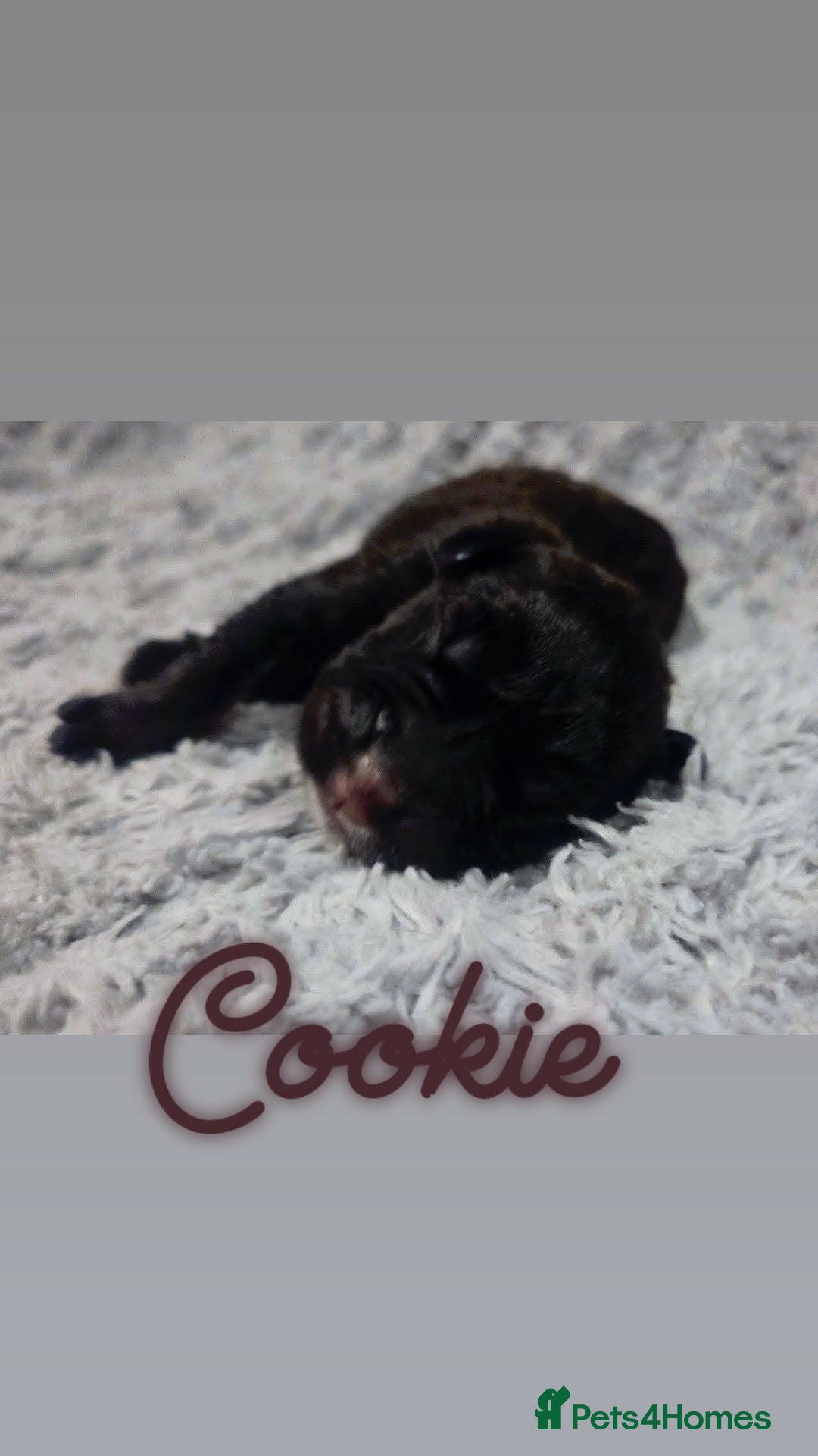 Mixed Breed dogs for sale: Cane Canario Puppies - Advert 13