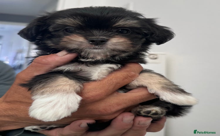 Mixed Breed dogs - Advert 3