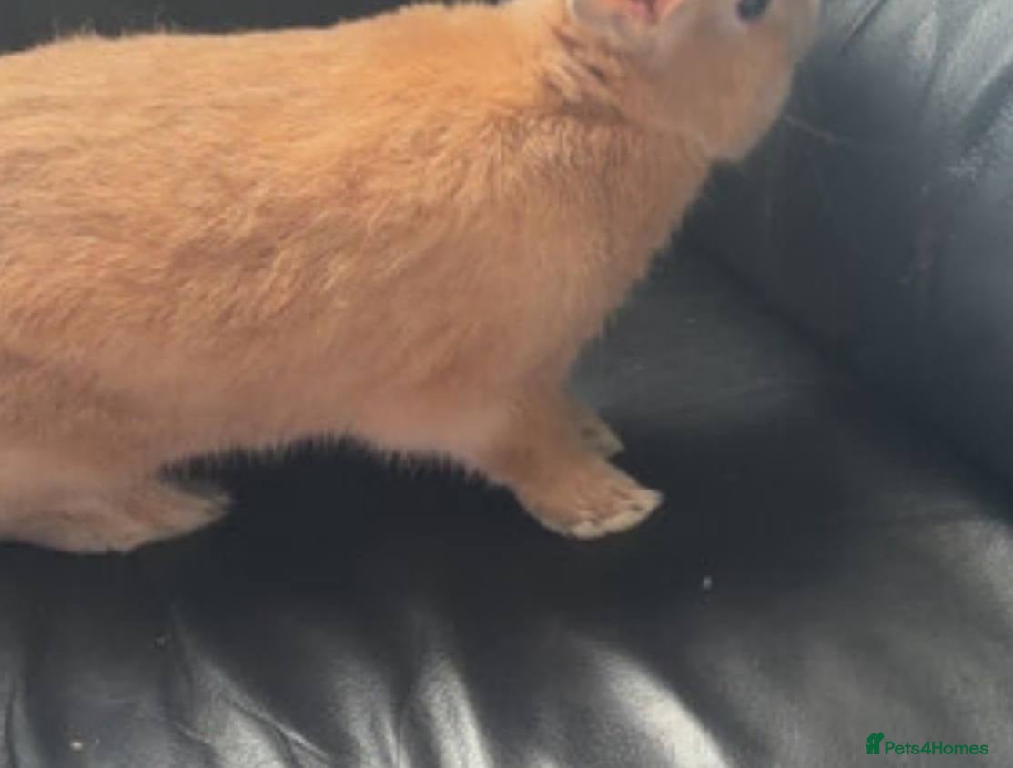 Tan rabbits 7 week old rabbit for sale in Bristol - Advert 3