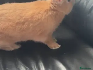 Tan rabbits 7 week old rabbit for sale in Bristol - Advert 3