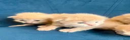 Ragcoon cats for sale: Rare Ragacoon Ragdoll x Maine Coon  - Advert 24