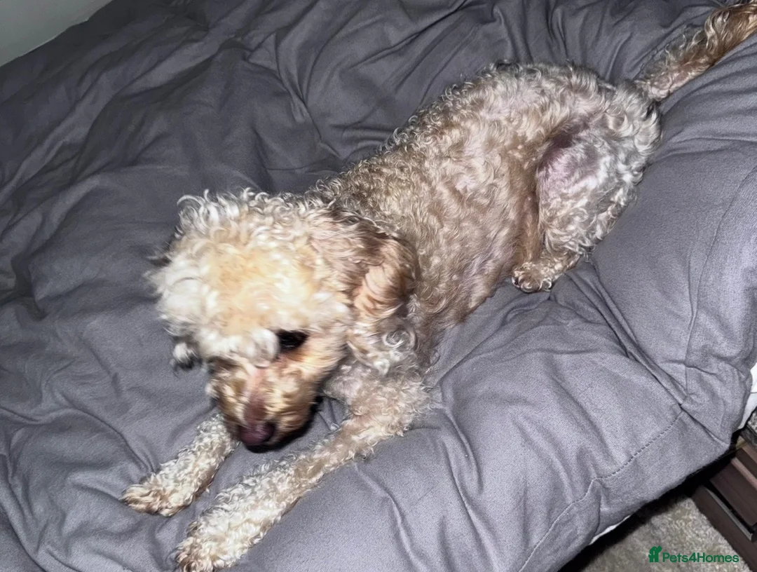 Cockapoo dogs for sale: Cockapoo for sale 3 years old  in West Drayton - Advert 1