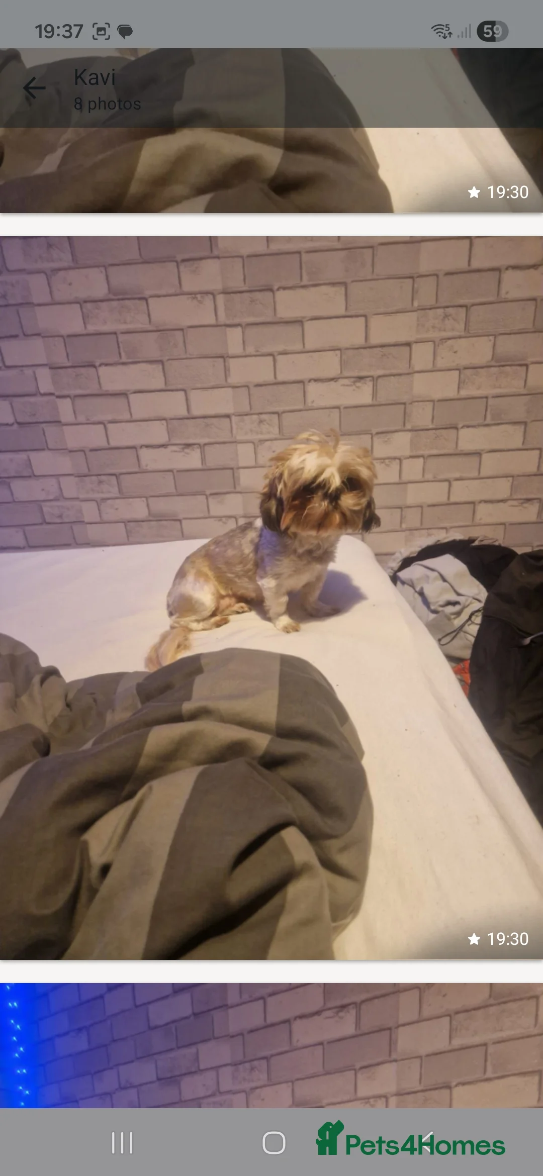 Shih Tzu dogs for sale: Poppy female - Advert 6