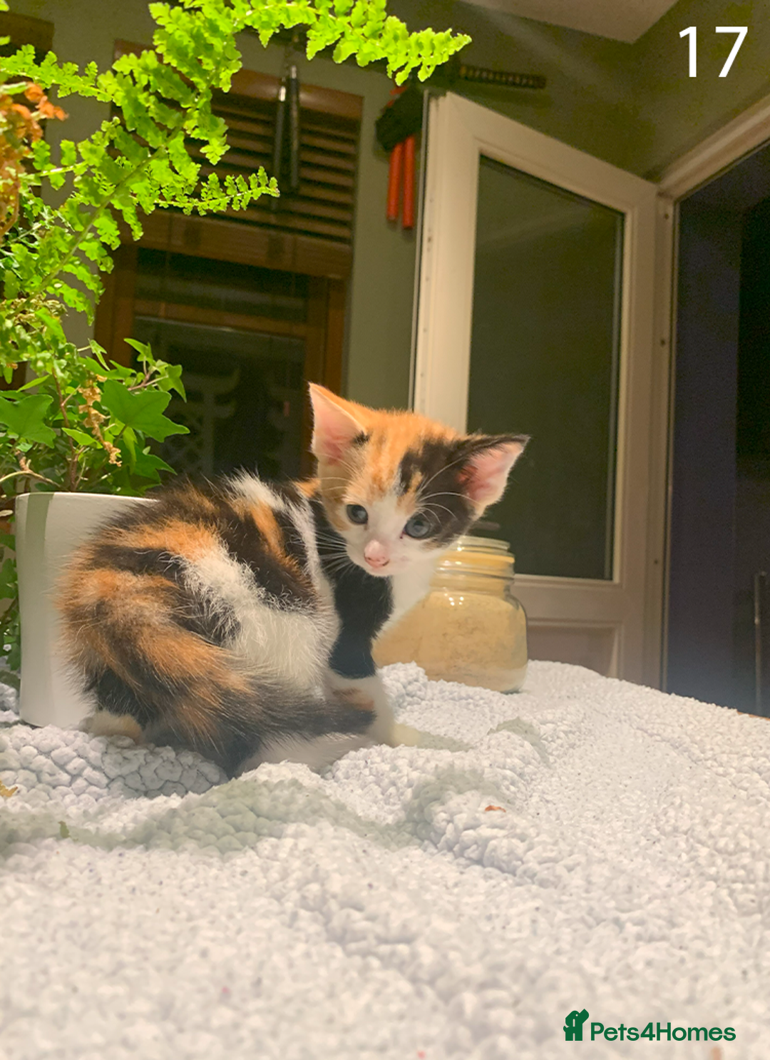 Mixed Breed cats for sale: KITTENS! Batch of cuties for sale in Basinsgtoke - Image 27