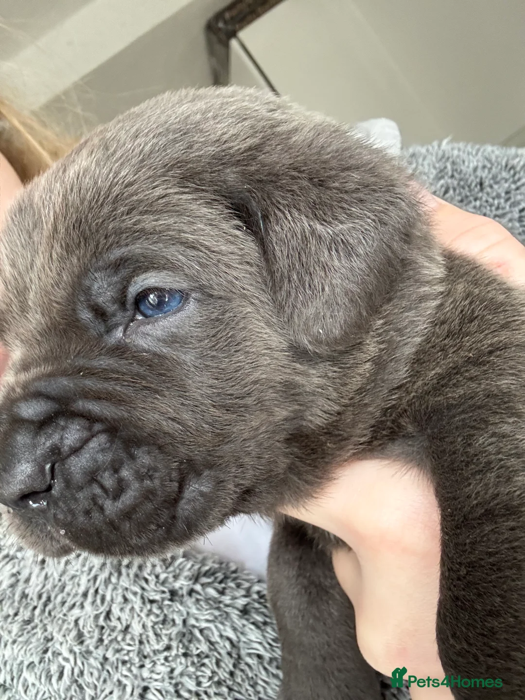 Cane Corso dogs for sale: Cane corso puppies - Advert 14