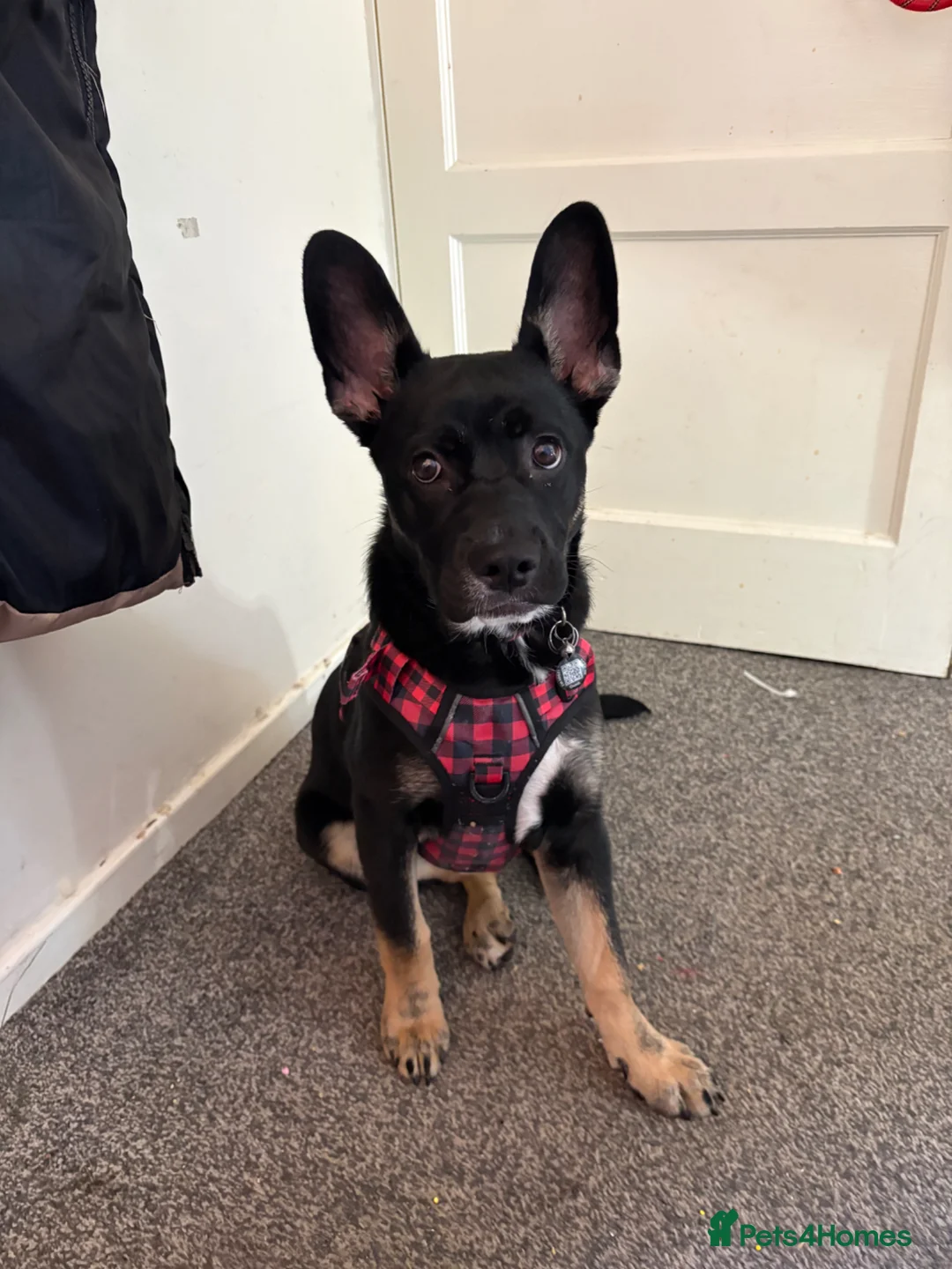 Mixed Breed dogs for sale: German shepherd, French Bulldog mix in Preston - Advert 1
