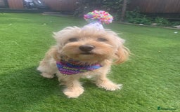 Cavapoochon dogs for stud: 🐾 Stud Available – Meet Eggy the Cavapoochon! 🐾 - Advert 3