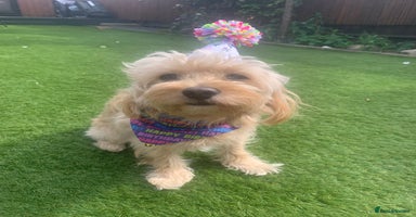 Cavapoochon dogs 🐾 Stud Available – Meet Eggy the Cavapoochon! 🐾 - Advert 14