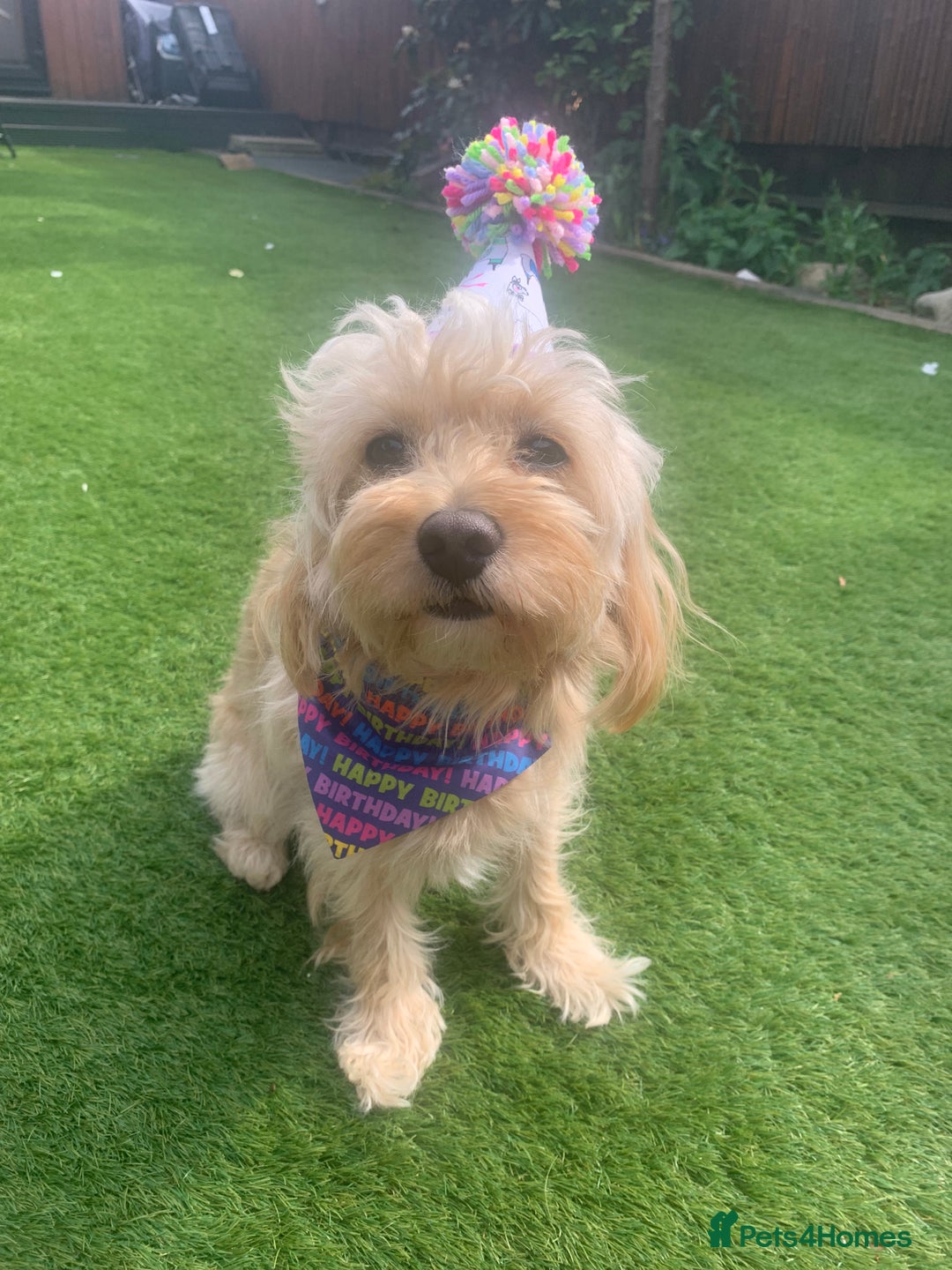 Cavapoochon dogs for stud: 🐾 Stud Available – Meet Eggy the Cavapoochon! 🐾 - Advert 3