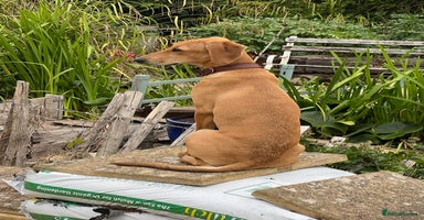 Mixed Breed dogs - Advert 14