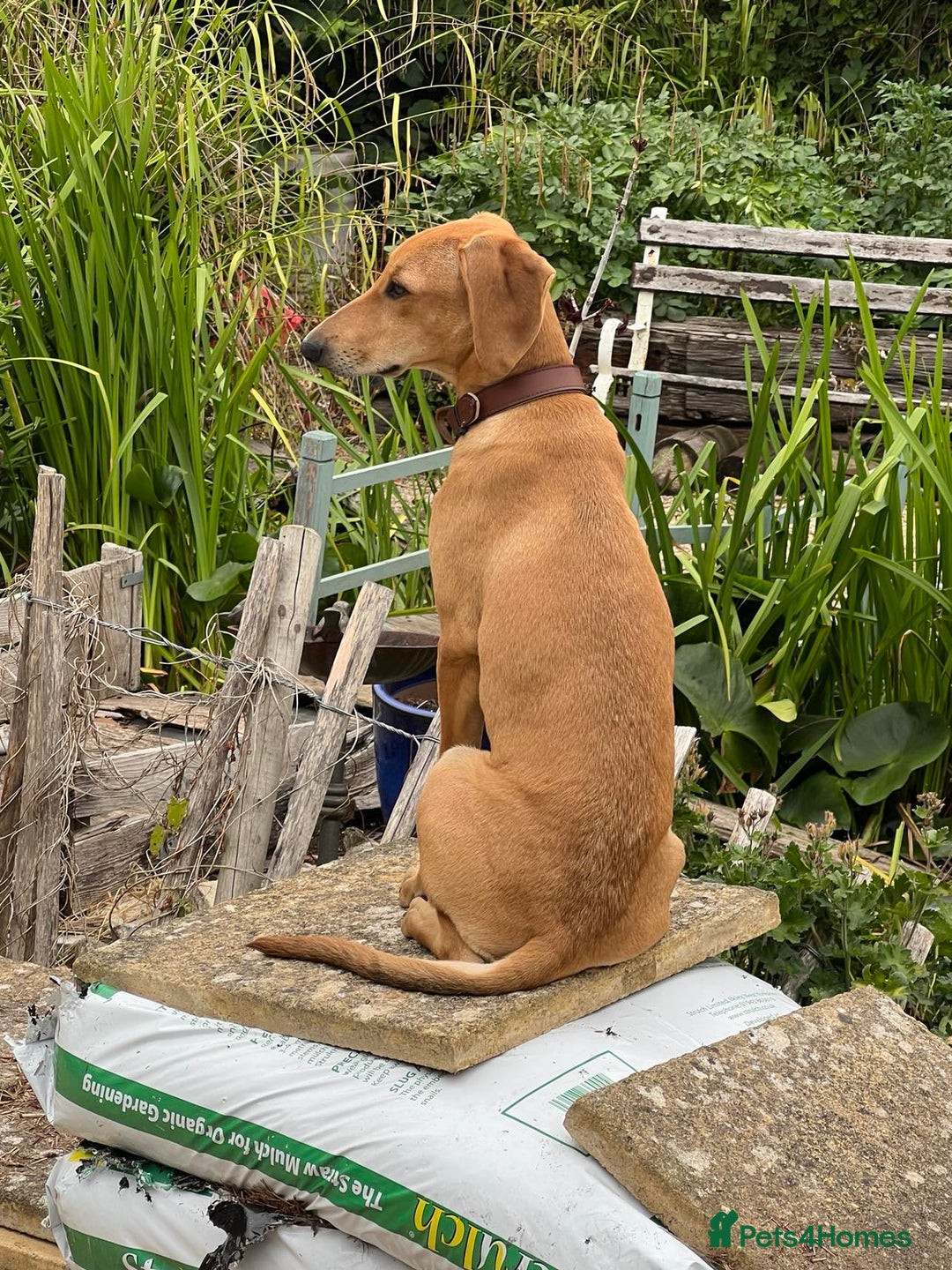 Mixed Breed dogs for adoption: Sweet and loveable Honey, 5 months old - Image 3