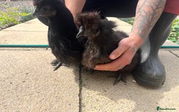 Chickens poultry for sale: Show quality silkie hen pair - Image 2