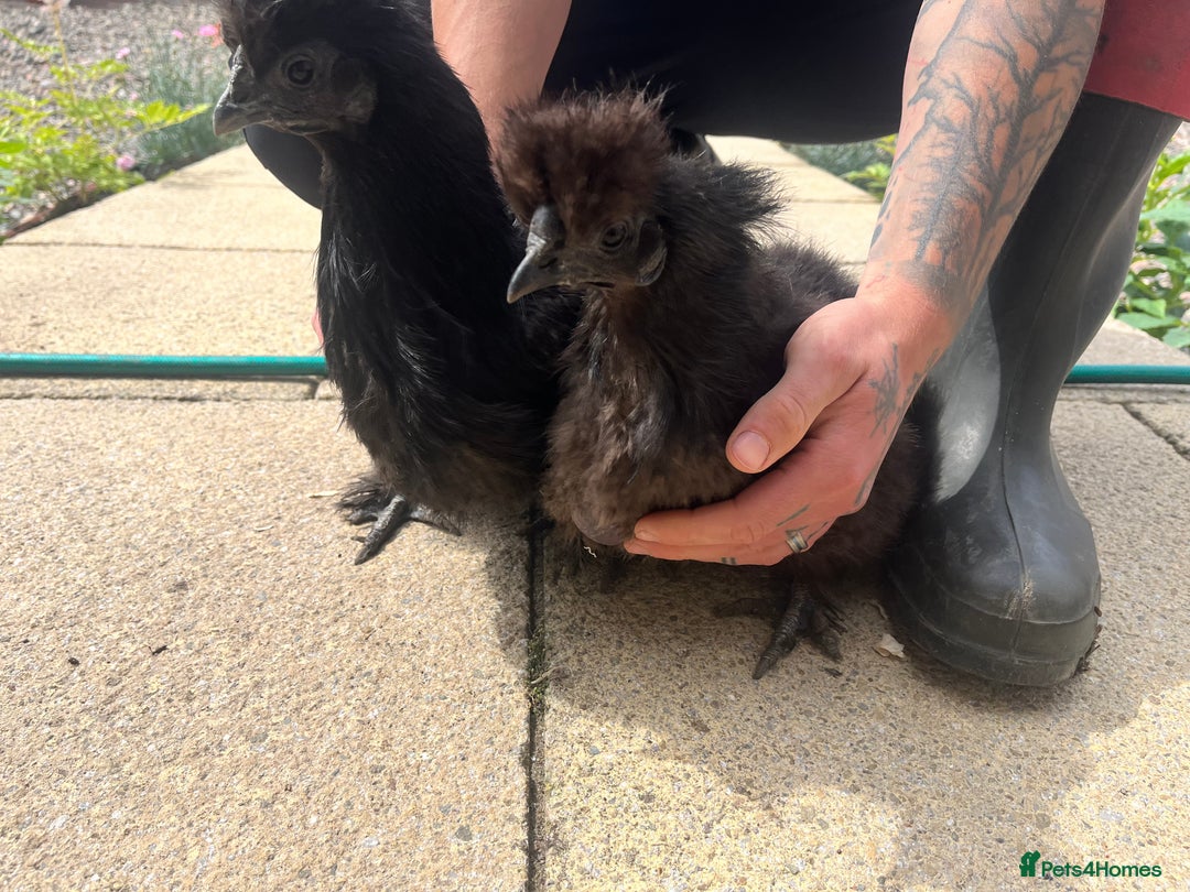 Chickens poultry for sale: Show quality silkie hen pair - Image 2