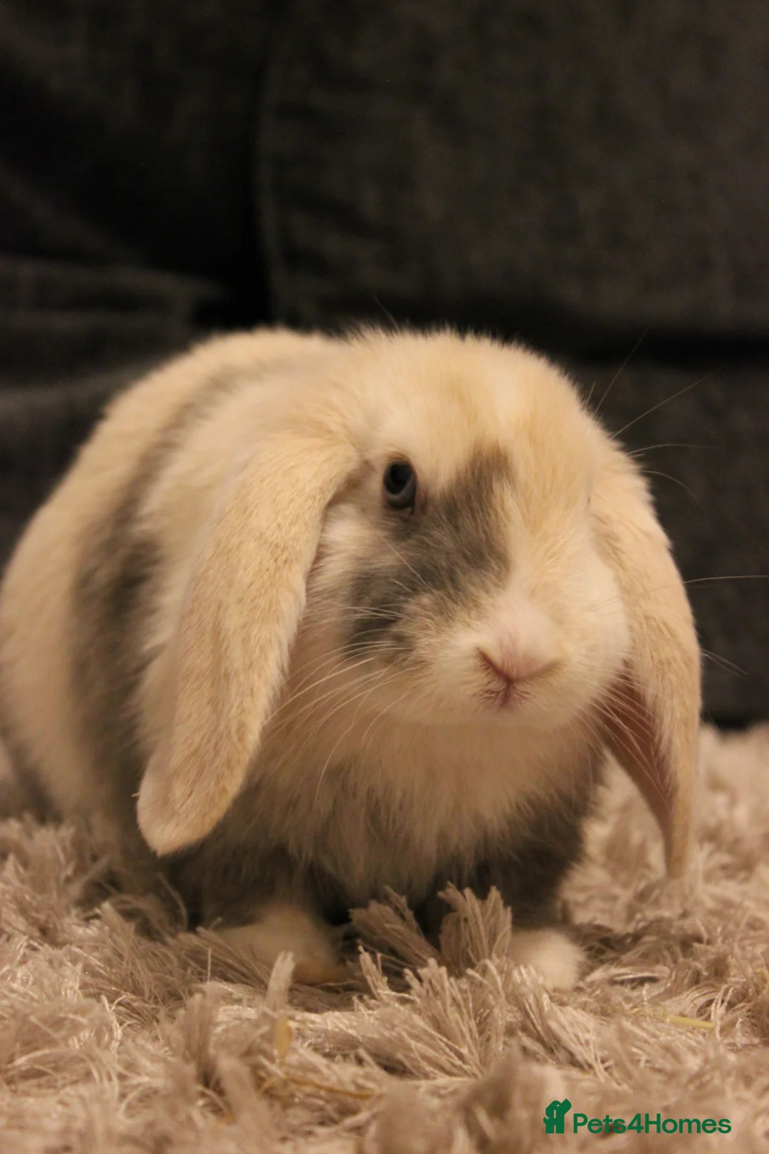 Mixed Breed rabbits for sale: Dewey Male rabbit about 4 months old  in Leicester - Advert 2