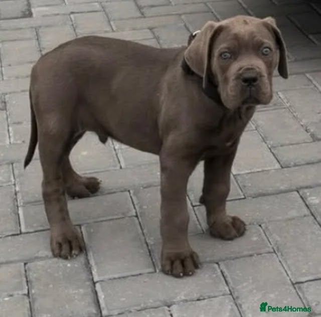 Cane Corso dogs for sale: CANE CORSO CHAMPION BLOODLINE PEDIGREE PUPPIES  - Advert 2