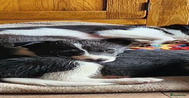 Border Collie dogs - Advert 1