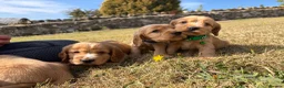 Cocker Spaniel dogs for sale: Show type Cocker spaniel pups- DAD DNA TESTED - Advert 12