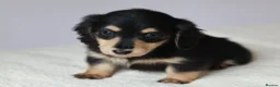 Miniature Dachshund dogs for sale: 5*Licensed+KCreg+PRAClear+Vetchecked+BLACK&CREAM - Advert 8