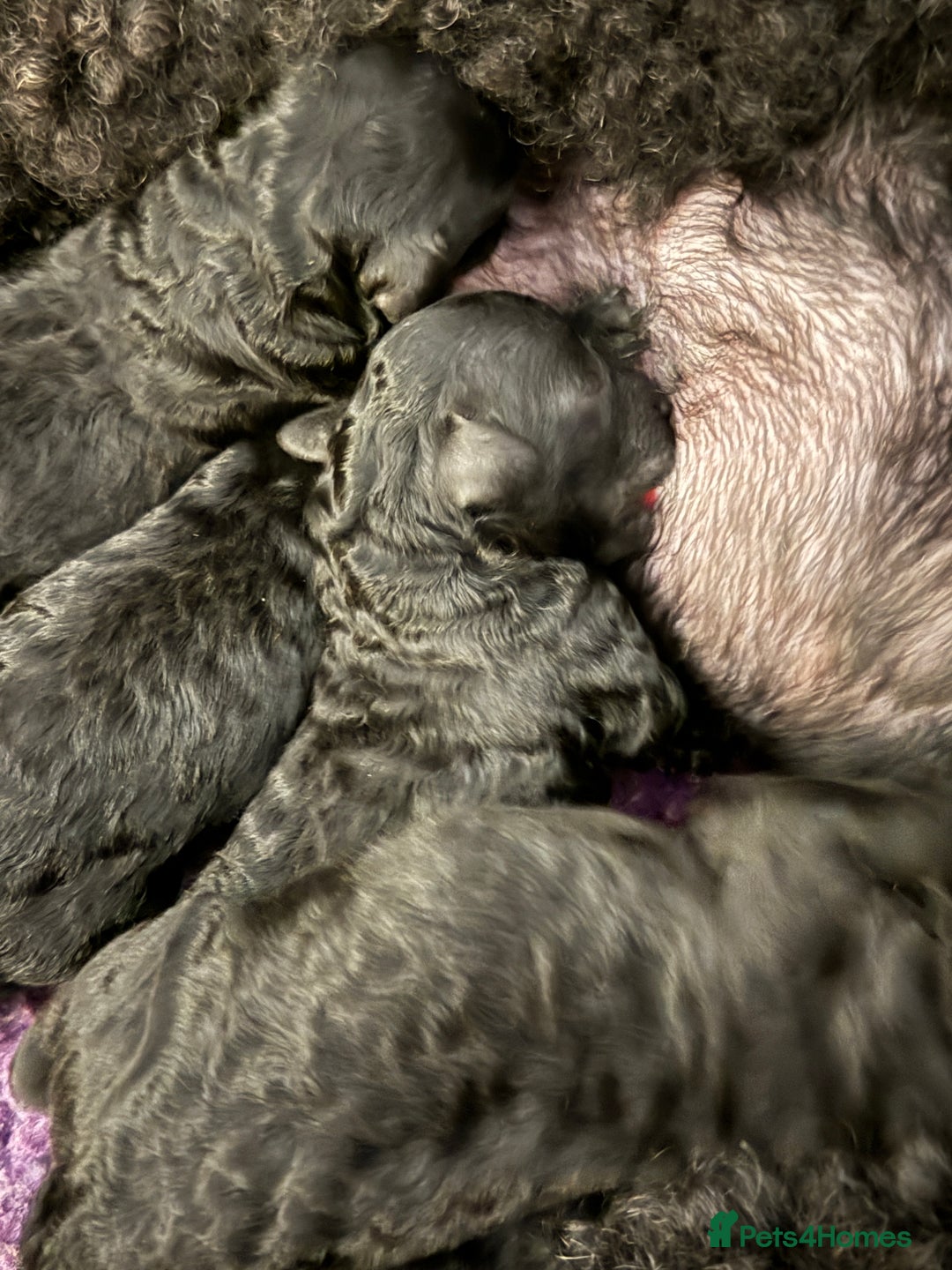 Miniature Poodle dogs for sale: Miniature Poodle Puppies - Advert 3