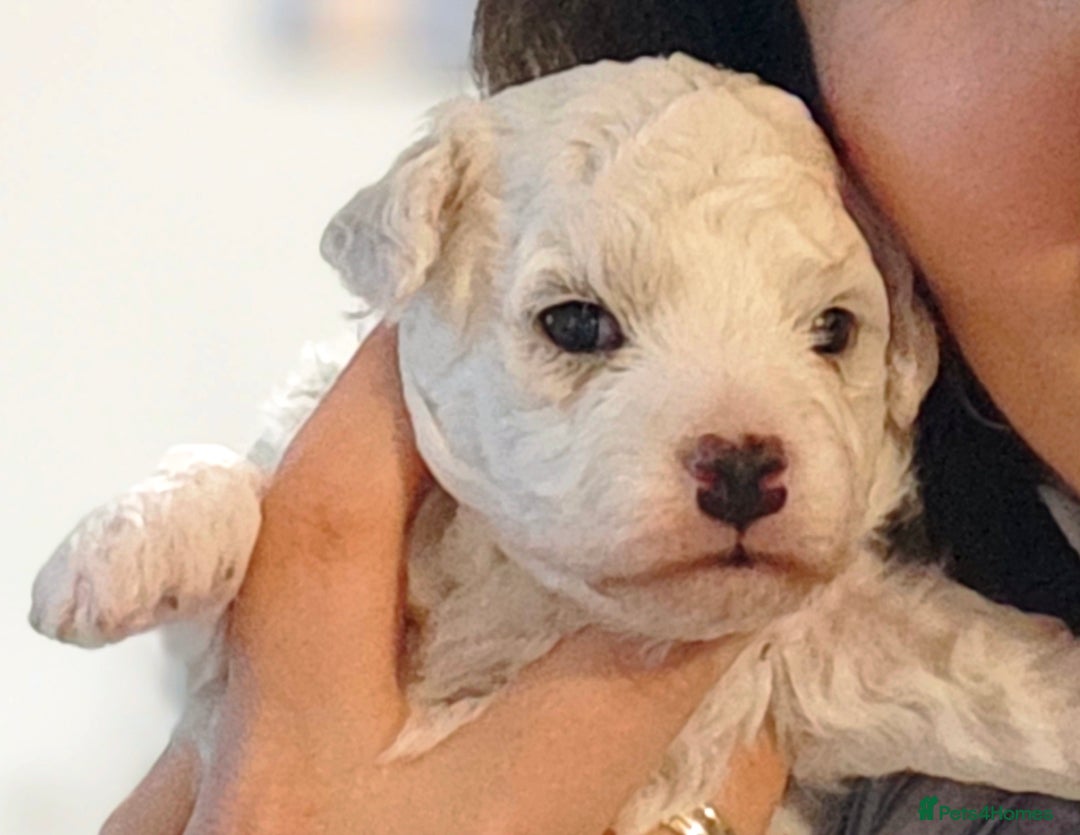 Bichon Frise dogs for sale: Sweet Bichon Frise puppies- Champion Bloodline  - Advert 27