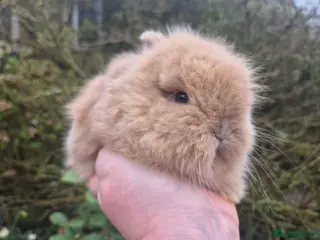Angora rabbits 🩷💙Stunning Teddydwerg babies- imported parents🥰 - Advert 15