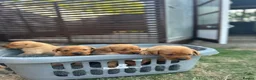 Labrador Retriever dogs for sale: Beautiful KC litter of Labrador’s  in Poole - Advert 5