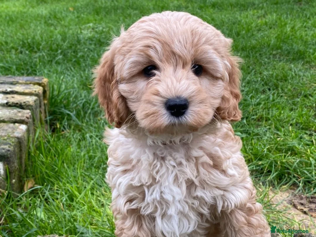 Toy Poodle dogs for stud: AT STUD KC REG TOY POODLE JAM  CLEAR DNA TESTS in High Wycombe - Advert 15