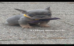 French Bulldog dogs for sale: Beautiful fluffy/ fluffy carrier Frenchie pups  - Image 27