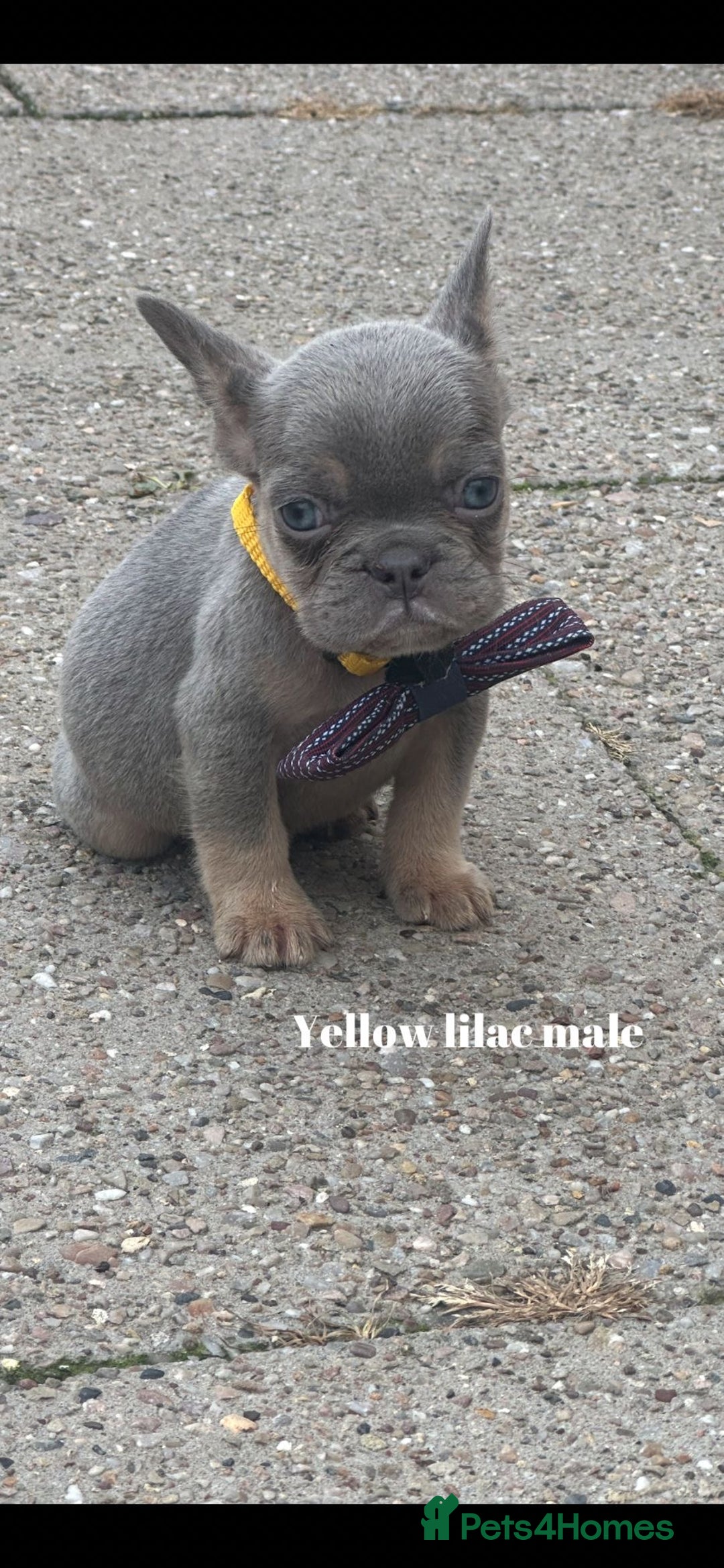 French Bulldog dogs for sale: Beautiful fluffy/ fluffy carrier Frenchie pups  - Image 27