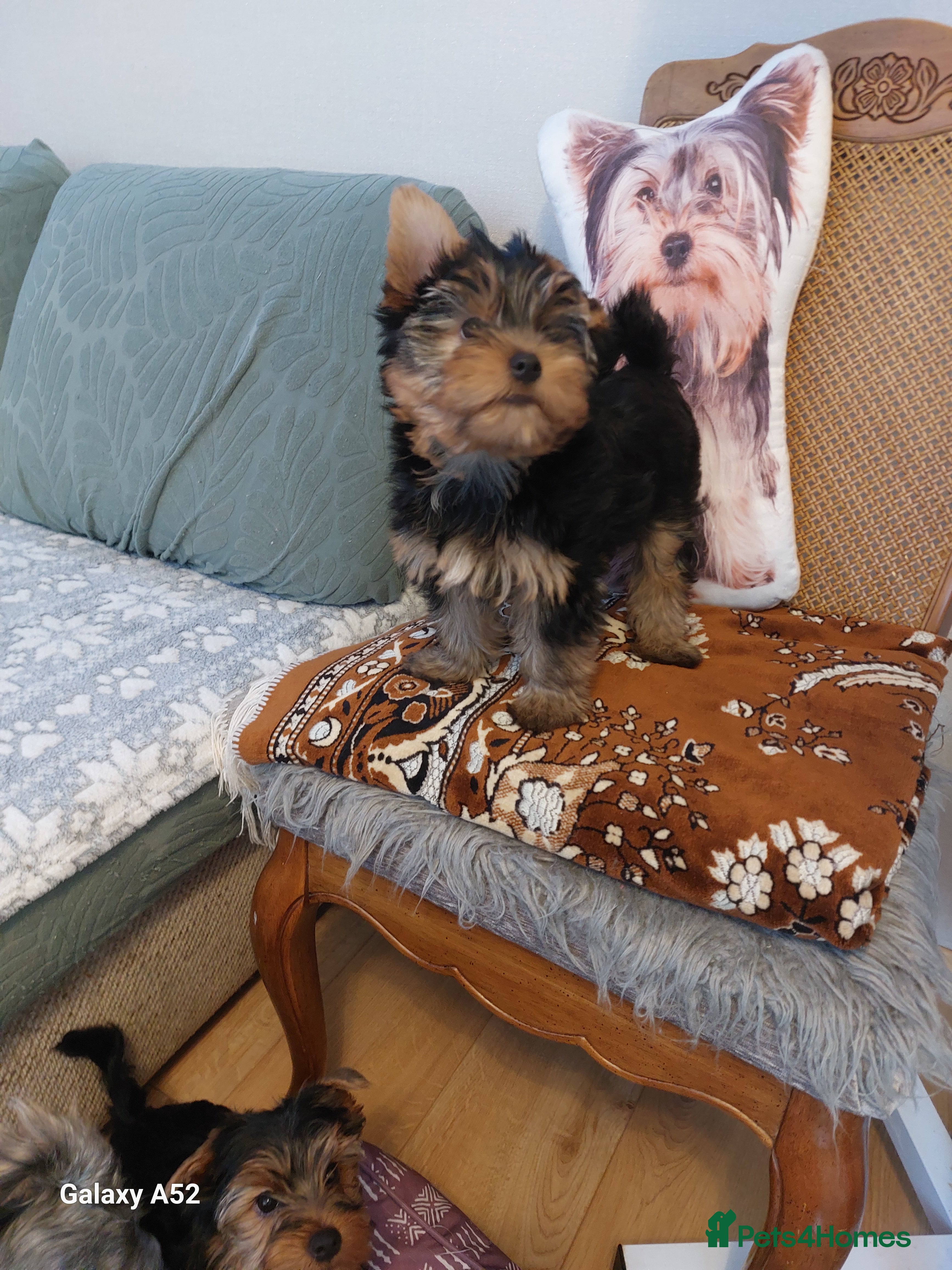 Yorkshire Terrier dogs Yorkshire Terrier Puppies (2 left) - Advert 10