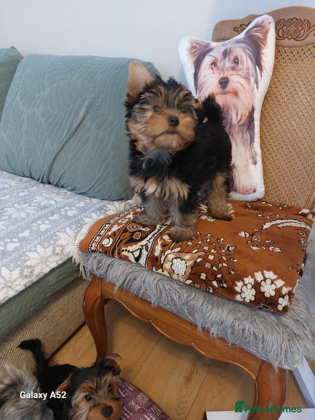Yorkshire Terrier dogs for sale: Yorkshire Terrier Puppies (2 left) - Advert 1