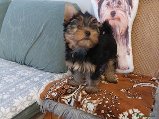 Yorkshire Terrier dogs Yorkshire Terrier Puppies (2 left) - Advert 4