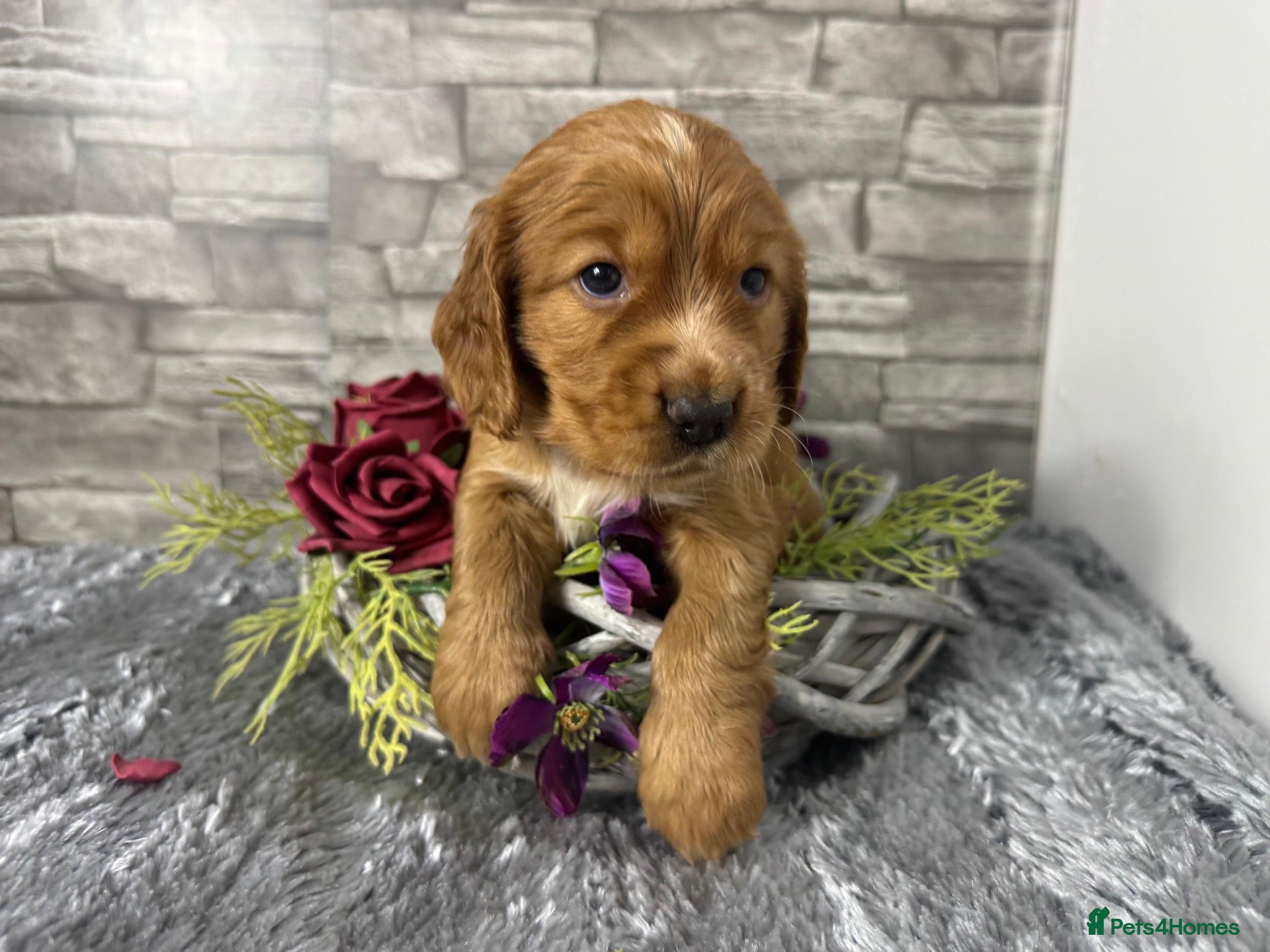 Cocker Spaniel dogs Cocker Spaniel Puppies - Advert 2