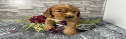 Cocker Spaniel dogs for sale: Cocker Spaniel Puppies - Advert 2