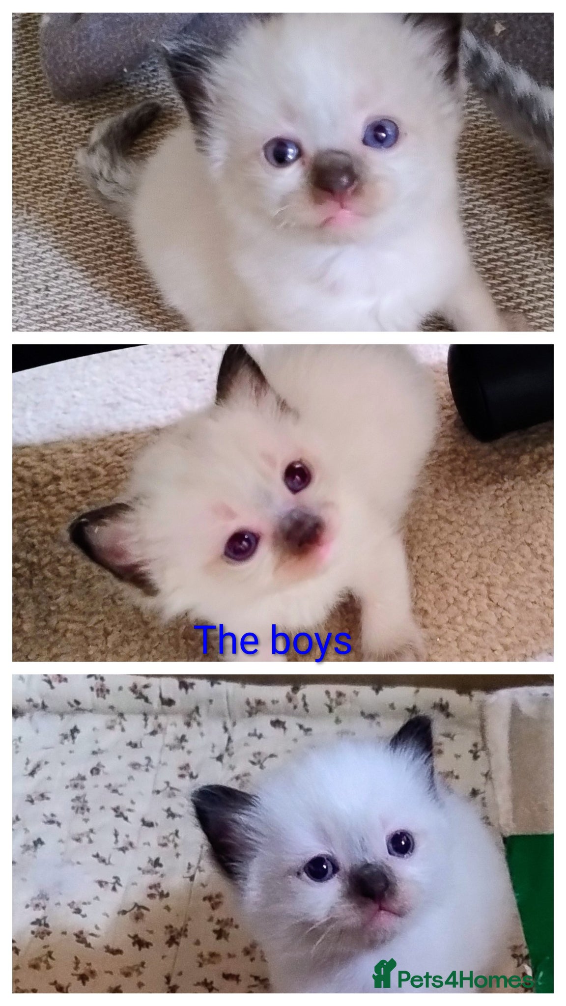 Ragdoll cats Pure bred Ragdolls need loving homes - Advert 2