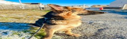 German Shepherd dogs for sale: German Shepherd looking for his forever home  - Advert 2