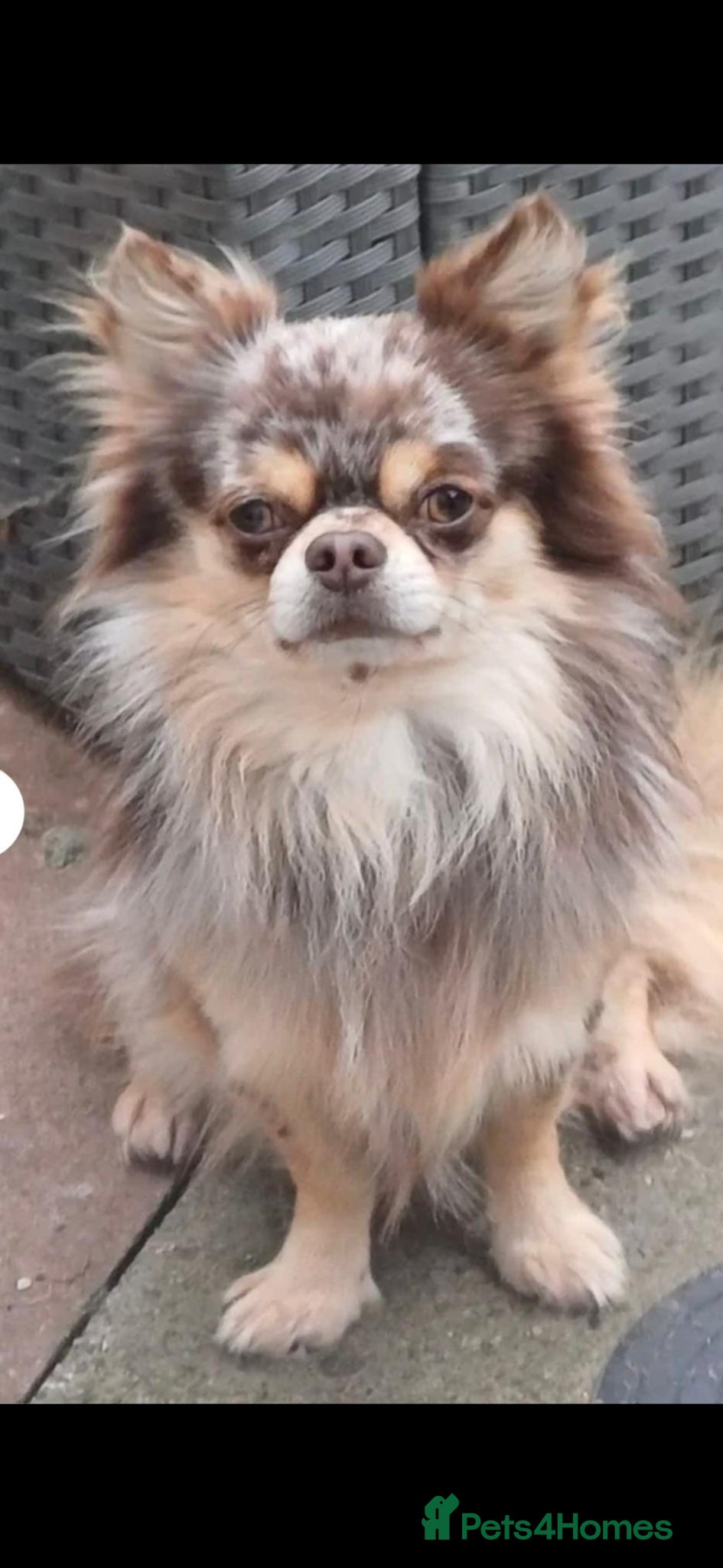 Chihuahua dogs Marley for sale . Stunning chihuaha boy two years. - Advert 1