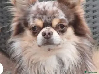 Chihuahua dogs Marley for sale . Stunning chihuaha boy two years. - Advert 1