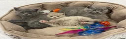 British Shorthair cats for sale: 🐾 4 British Blue kittens  🐾 - Advert 17