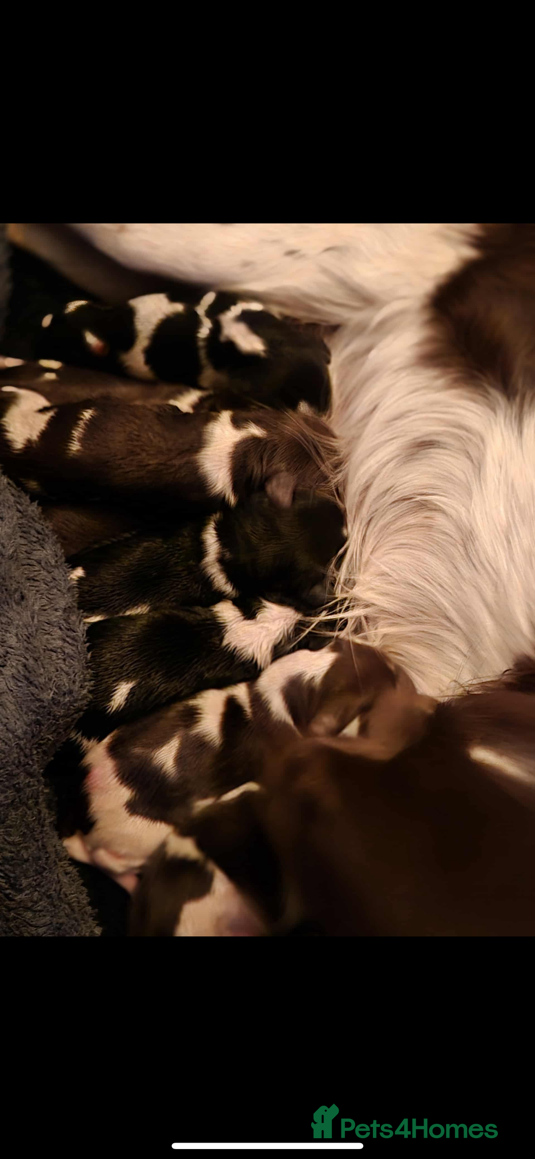 English Springer Spaniel dogs for sale: ✨ KC Registered English Springer Spaniel Puppies ✨ - Advert 5