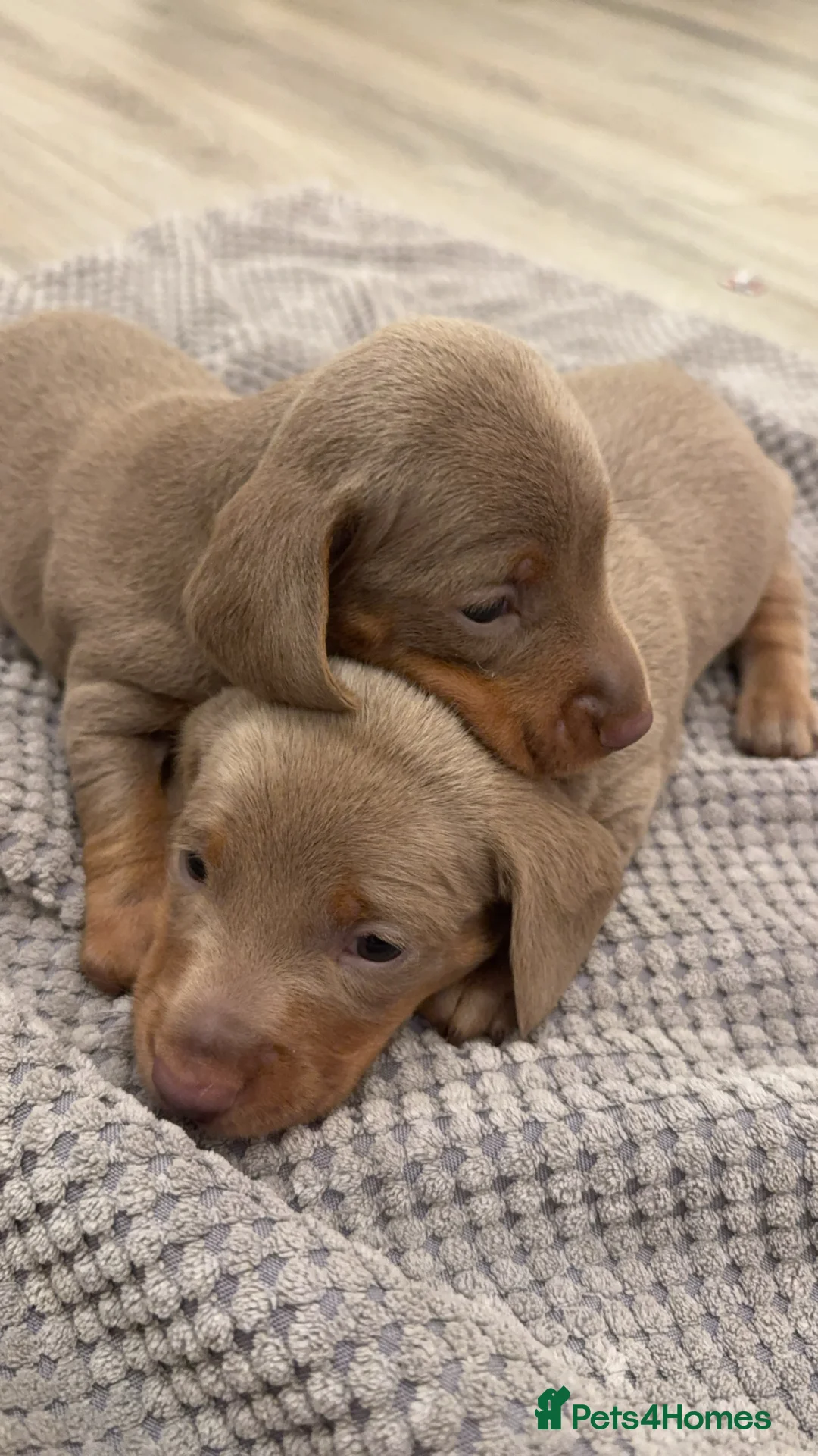 Dachshund dogs for sale: Miniature dachshunds  - Advert 1