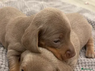 Dachshund dogs Miniature dachshunds - Advert 3