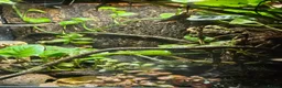 Gecko reptiles for sale: Mourning geckos  - Advert 2