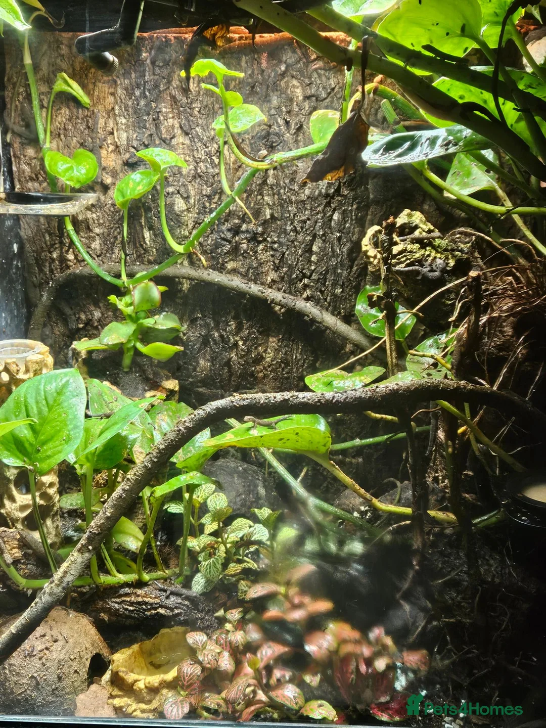 Gecko reptiles for sale: Mourning geckos  - Advert 2