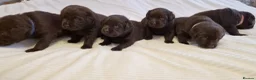 Labrador Retriever dogs for sale: KC Canadian Bloodline Chocolate labrador  - Advert 3